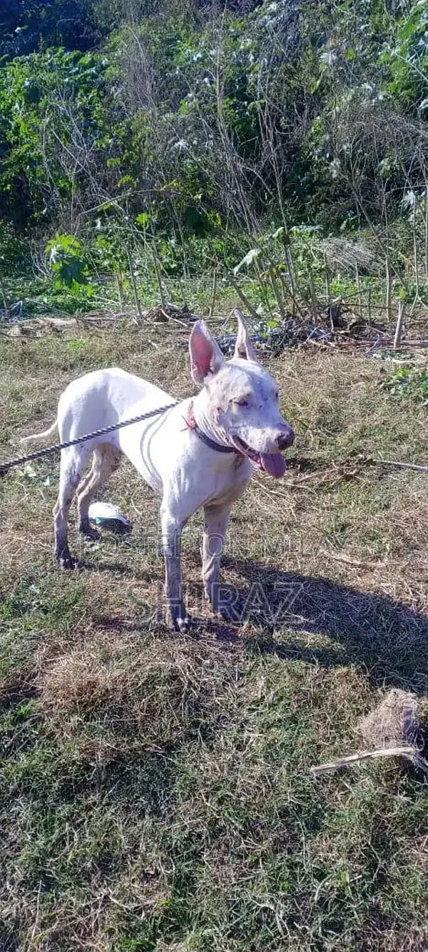 Kohati Gultair Male Bird - High Quality Breeding Stock