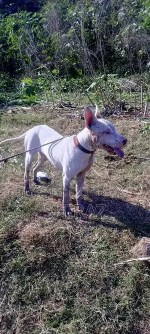 Kohati Gultair Male Bird - High Quality Breeding Stock