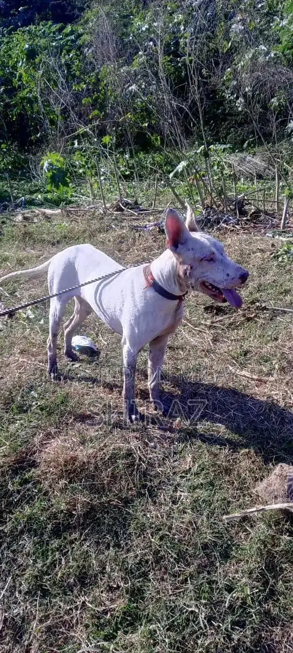 Kohati Gultair Male Bird - High Quality Breeding Stock