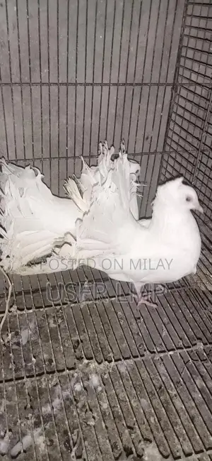 English Fantail Sheerazi Breeding Pair