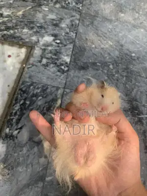 Adorable Yellow Hamster Pet - Small Friendly Companion