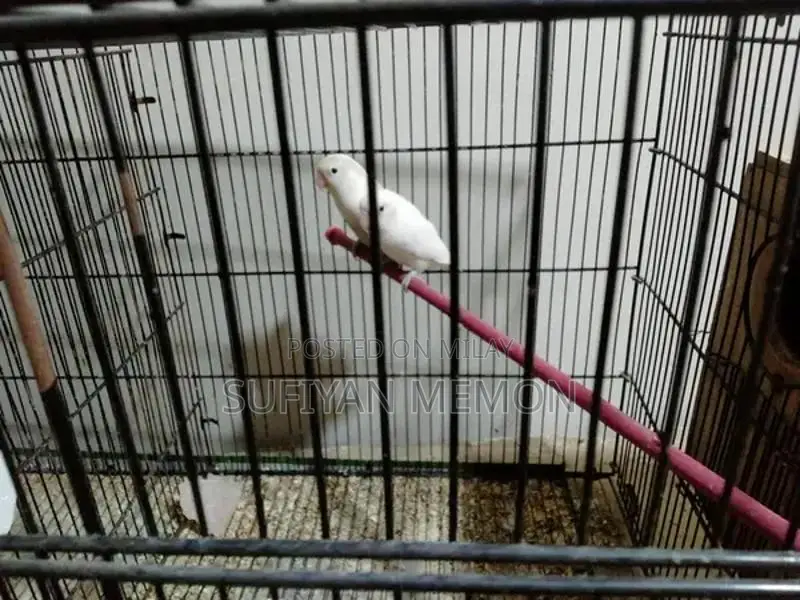 albino black eye pair