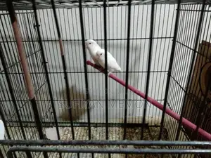 albino black eye pair