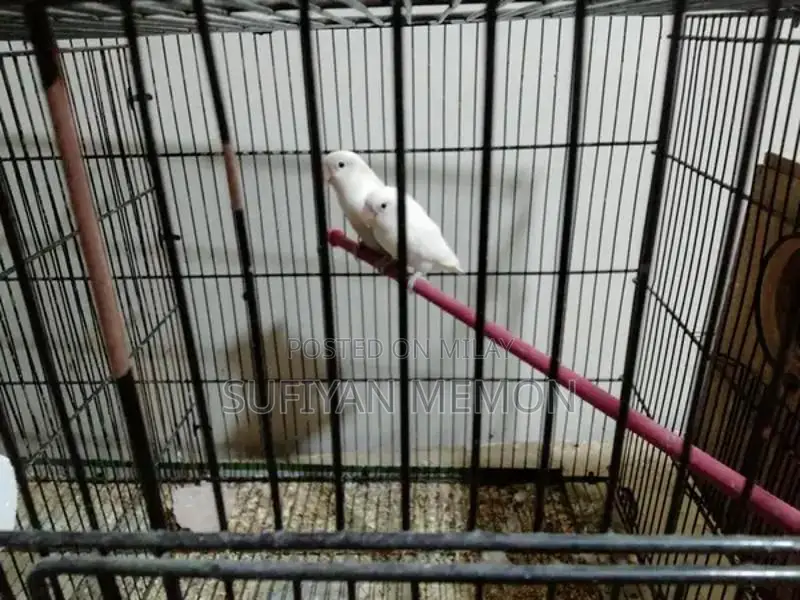 albino black eye pair