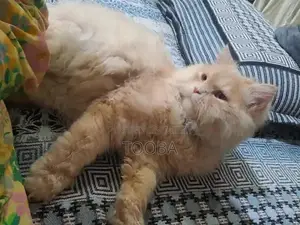 Photo - Male Persian Cat - Fluffy Purebred Feline Companion