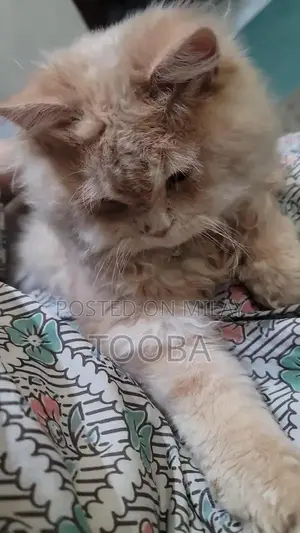 Male Persian Cat - Fluffy Purebred Feline Companion