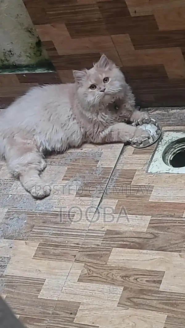 Male Persian Cat - Fluffy Purebred Feline Companion