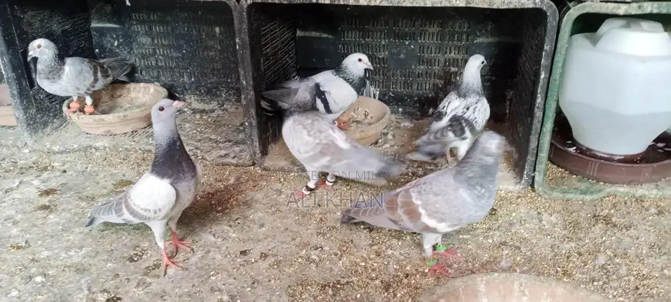 Chitte Lalband and Maqsi Rodent Breeding Pairs