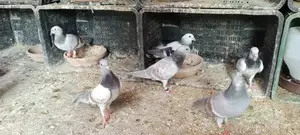 Chitte Lalband and Maqsi Rodent Breeding Pairs