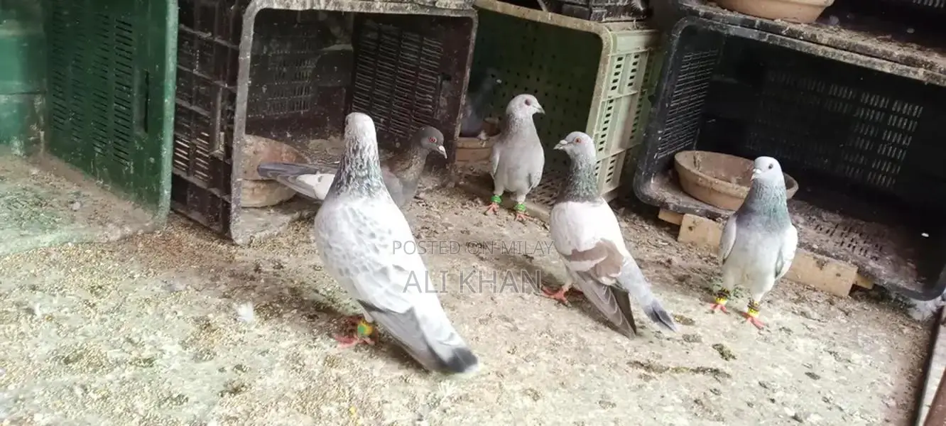 Chitte Lalband and Maqsi Rodent Breeding Pairs