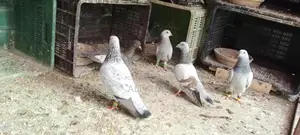 Chitte Lalband and Maqsi Rodent Breeding Pairs