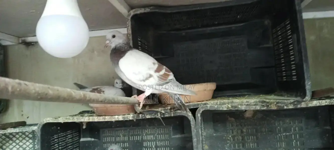 Chitte Lalband and Maqsi Rodent Breeding Pairs