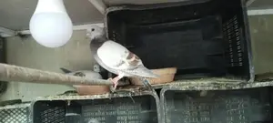 Chitte Lalband and Maqsi Rodent Breeding Pairs