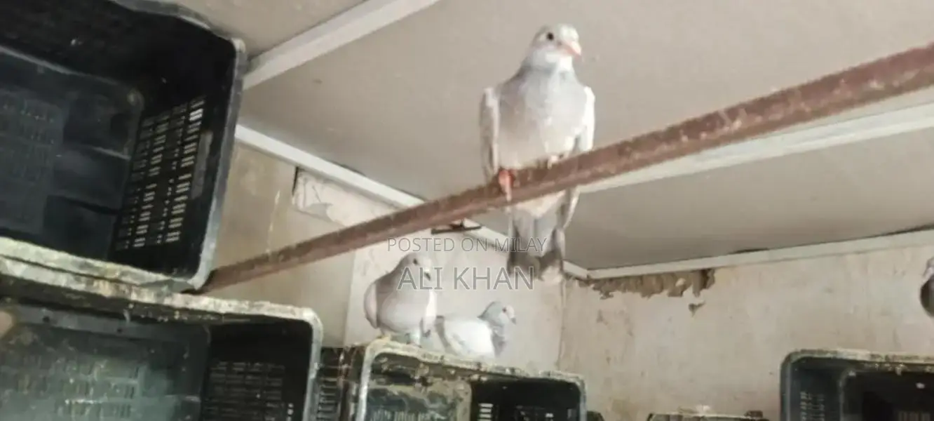 Chitte Lalband and Maqsi Rodent Breeding Pairs