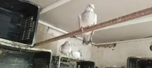 Chitte Lalband and Maqsi Rodent Breeding Pairs