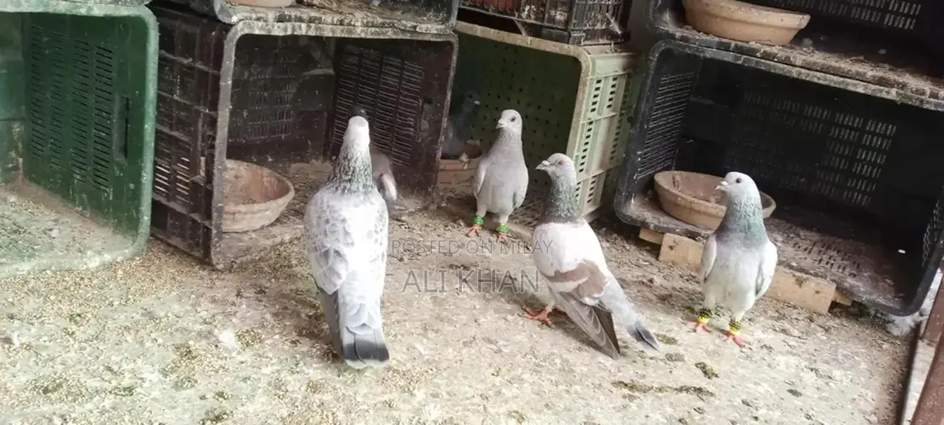 Chitte Lalband and Maqsi Rodent Breeding Pairs