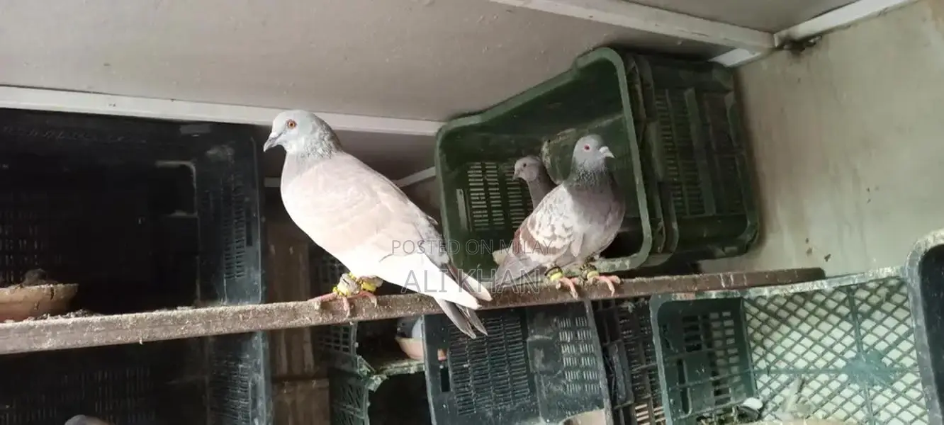 Chitte Lalband and Maqsi Rodent Breeding Pairs