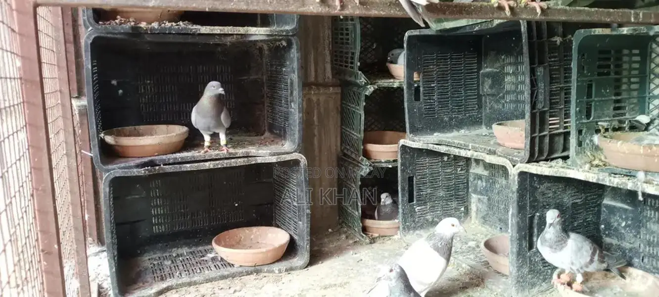 Chitte Lalband and Maqsi Rodent Breeding Pairs