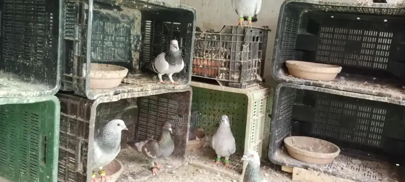 Chitte Lalband and Maqsi Rodent Breeding Pairs