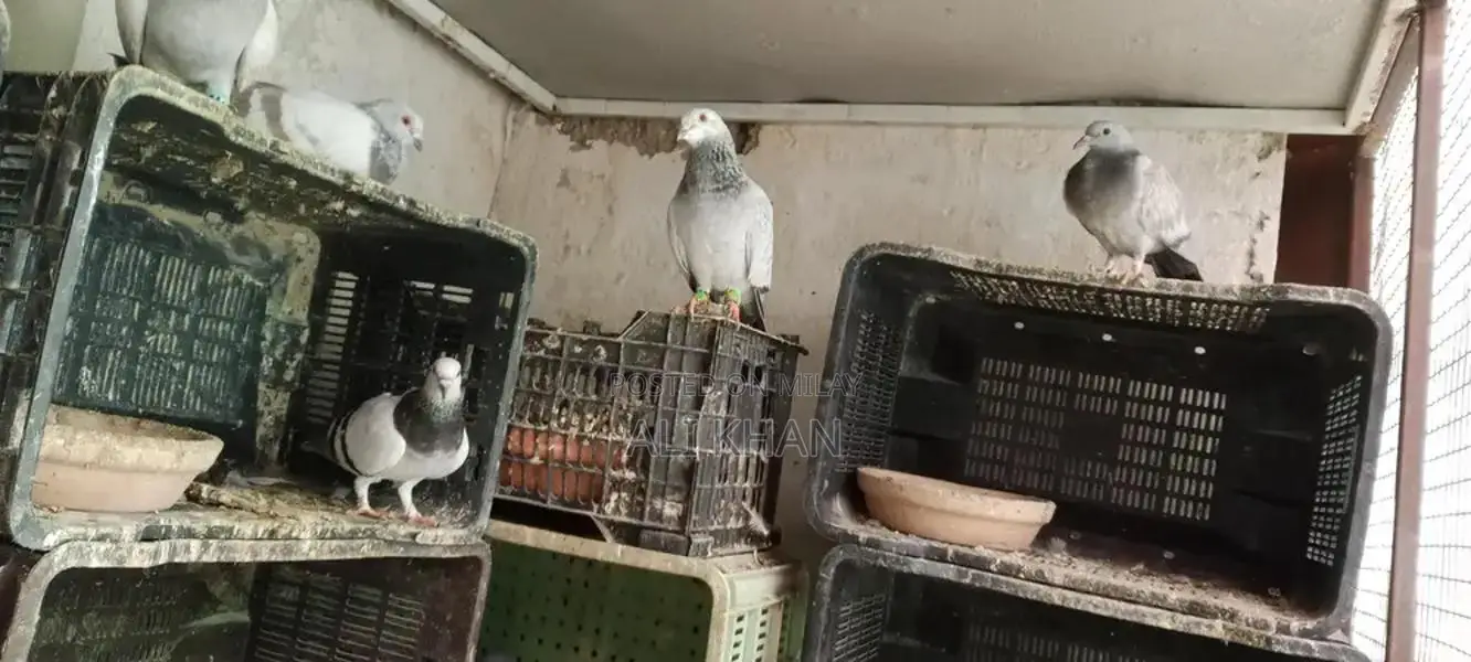 Chitte Lalband and Maqsi Rodent Breeding Pairs