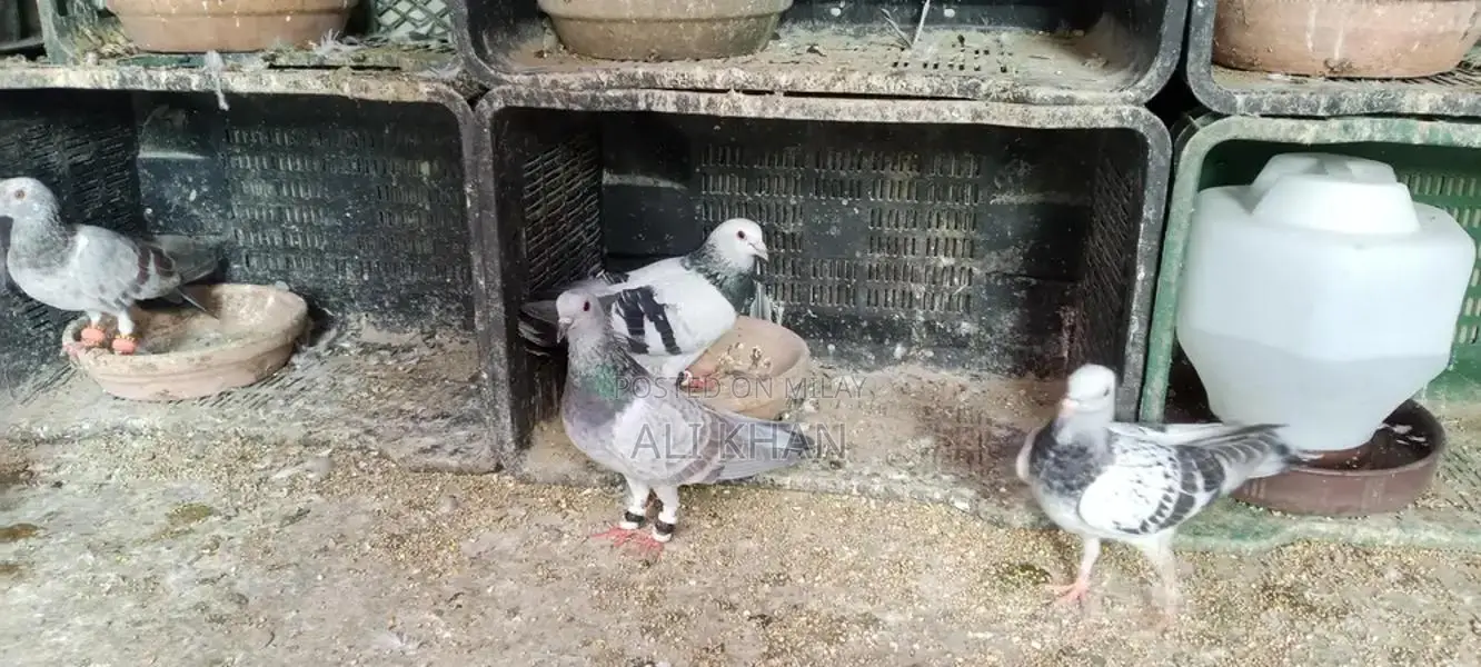 Chitte Lalband and Maqsi Rodent Breeding Pairs