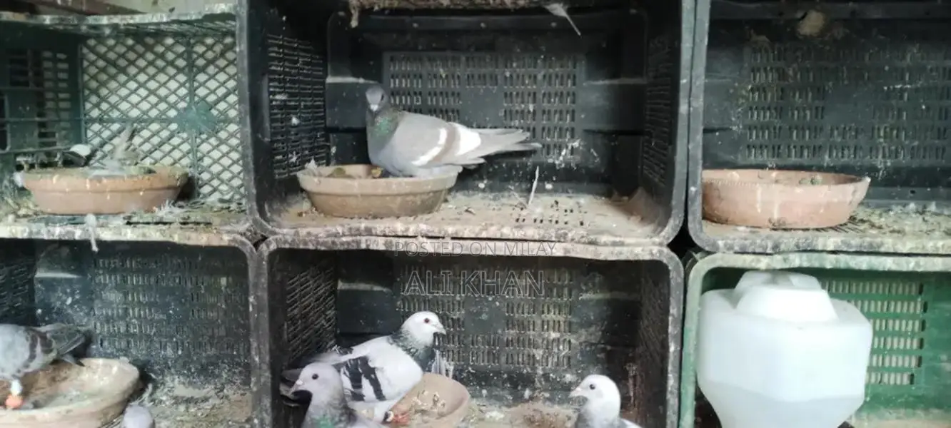 Chitte Lalband and Maqsi Rodent Breeding Pairs