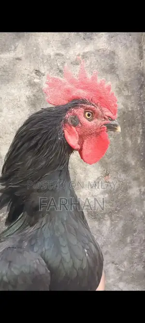 Beautiful Black Beghum Patha Bird - Ready for Adoption