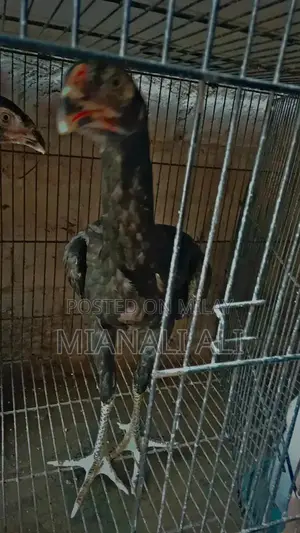 Black O Shamo Roosters - Premium Quality Breeding Pair