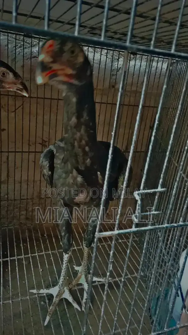 Black O Shamo Roosters - Premium Quality Breeding Pair