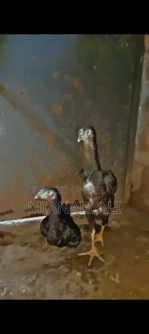 Black O Shamo Roosters - Premium Quality Breeding Pair