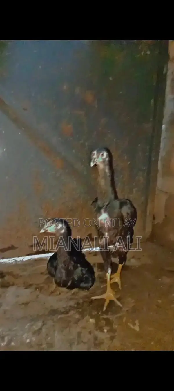 Black O Shamo Roosters - Premium Quality Breeding Pair