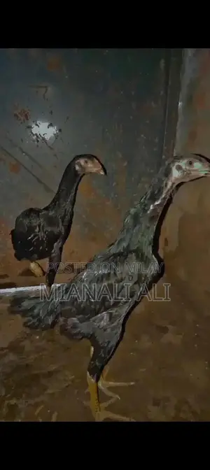 Black O Shamo Roosters - Premium Quality Breeding Pair