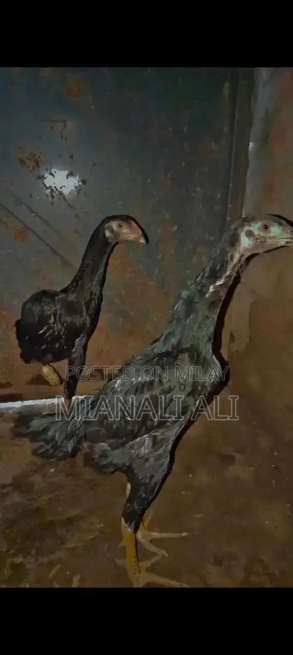 Black O Shamo Roosters - Premium Quality Breeding Pair