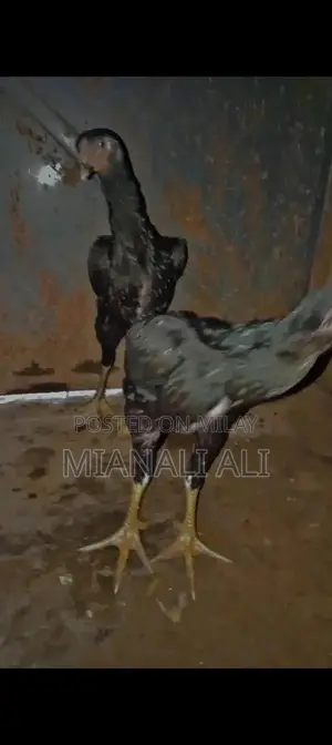 Black O Shamo Roosters - Premium Quality Breeding Pair