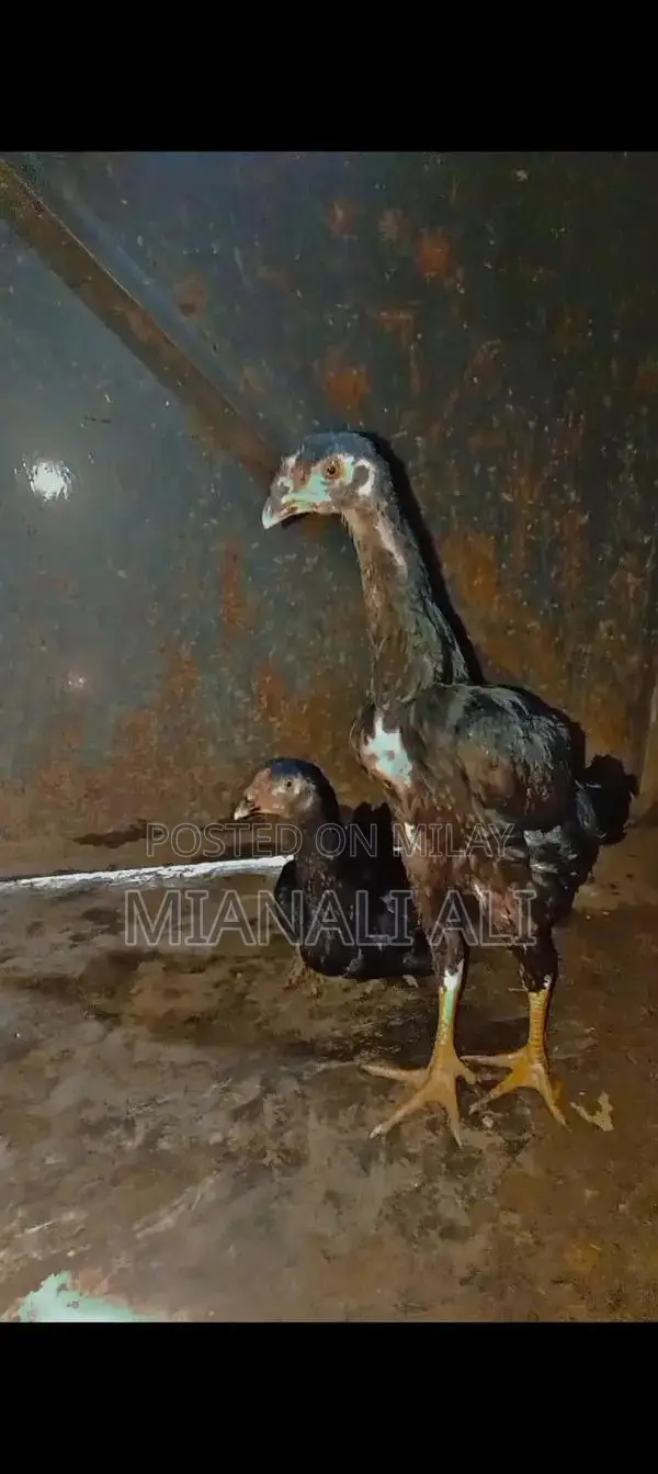 Black O Shamo Roosters - Premium Quality Breeding Pair