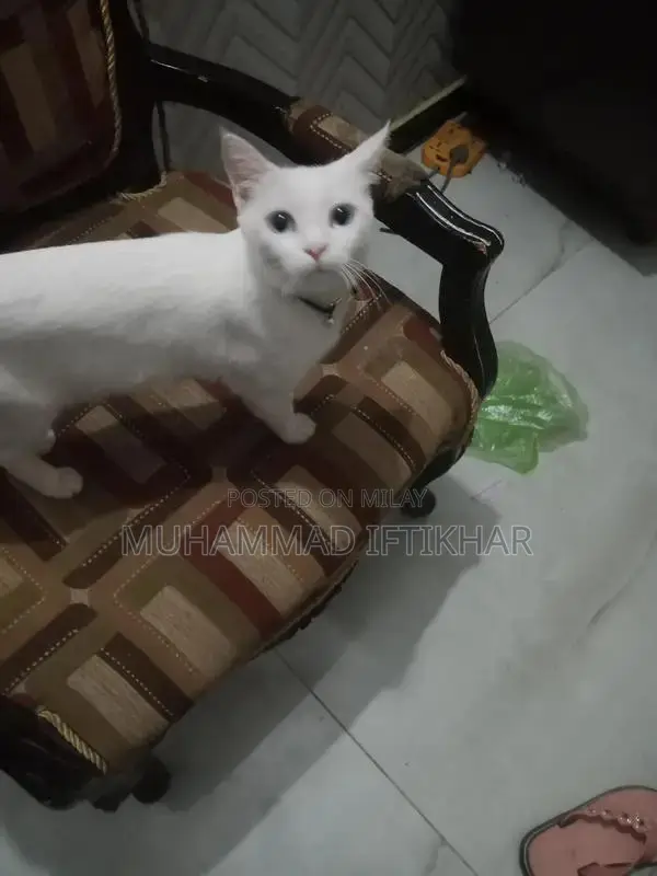 Purebred Persian Cat - Elegant Companion Looking for New Home