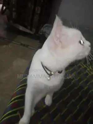 Purebred Persian Cat - Elegant Companion Looking for New Home