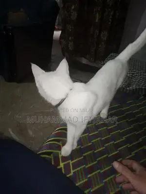 Purebred Persian Cat - Elegant Companion Looking for New Home