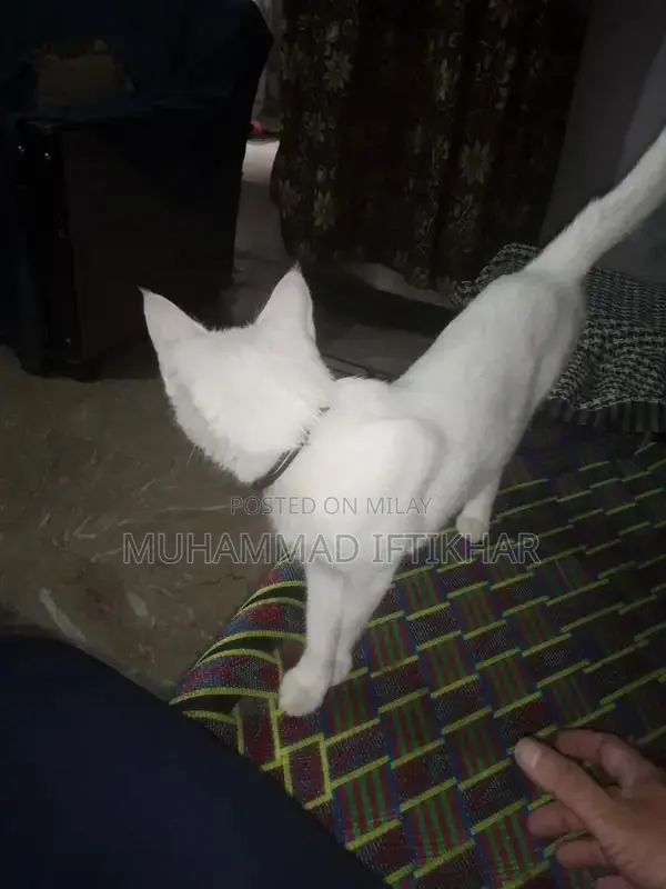 Purebred Persian Cat - Elegant Companion Looking for New Home