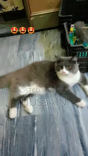 Photo - Persian Cat Male - Young Adult, Trained Companion