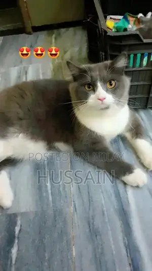 Persian Cat Male - Young Adult, Trained Companion