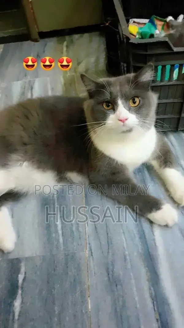 Persian Cat Male - Young Adult, Trained Companion