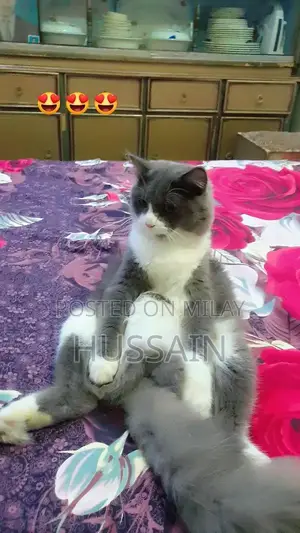 Persian Cat Male - Young Adult, Trained Companion