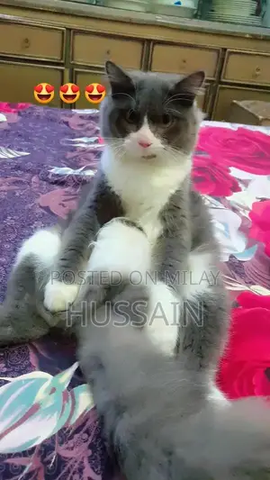 Persian Cat Male - Young Adult, Trained Companion