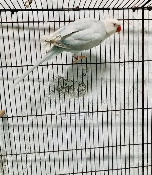 Blue Lacewing Ringneck Female Bird Breeder