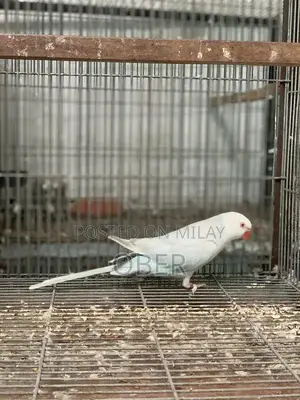 Blue Lacewing Ringneck Female Bird Breeder