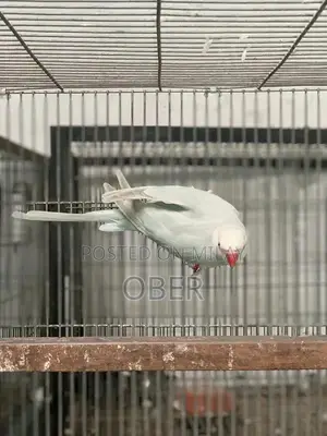 Blue Lacewing Ringneck Female Bird Breeder
