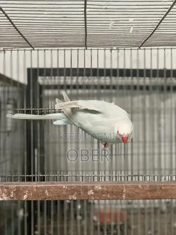 Blue Lacewing Ringneck Female Bird Breeder