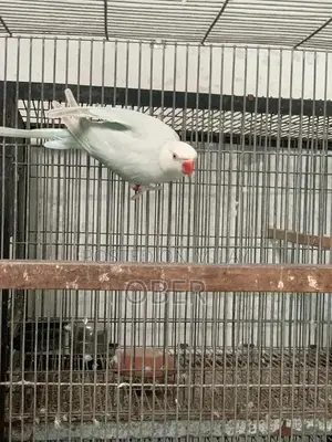 Blue Lacewing Ringneck Female Bird Breeder