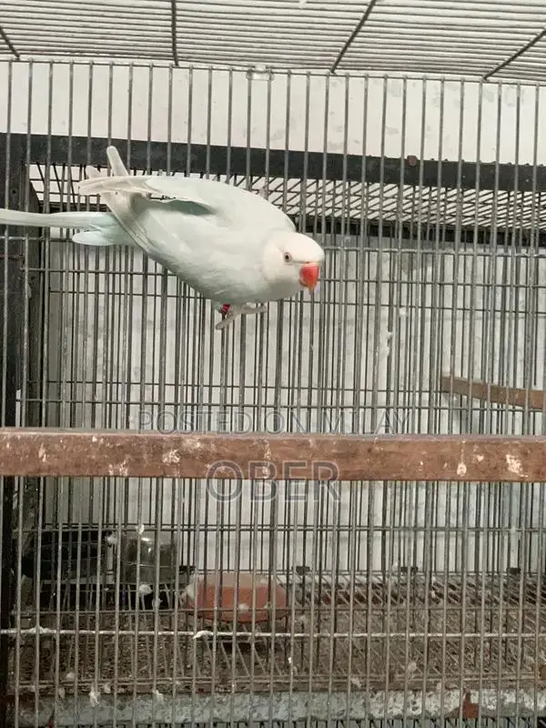 Blue Lacewing Ringneck Female Bird Breeder